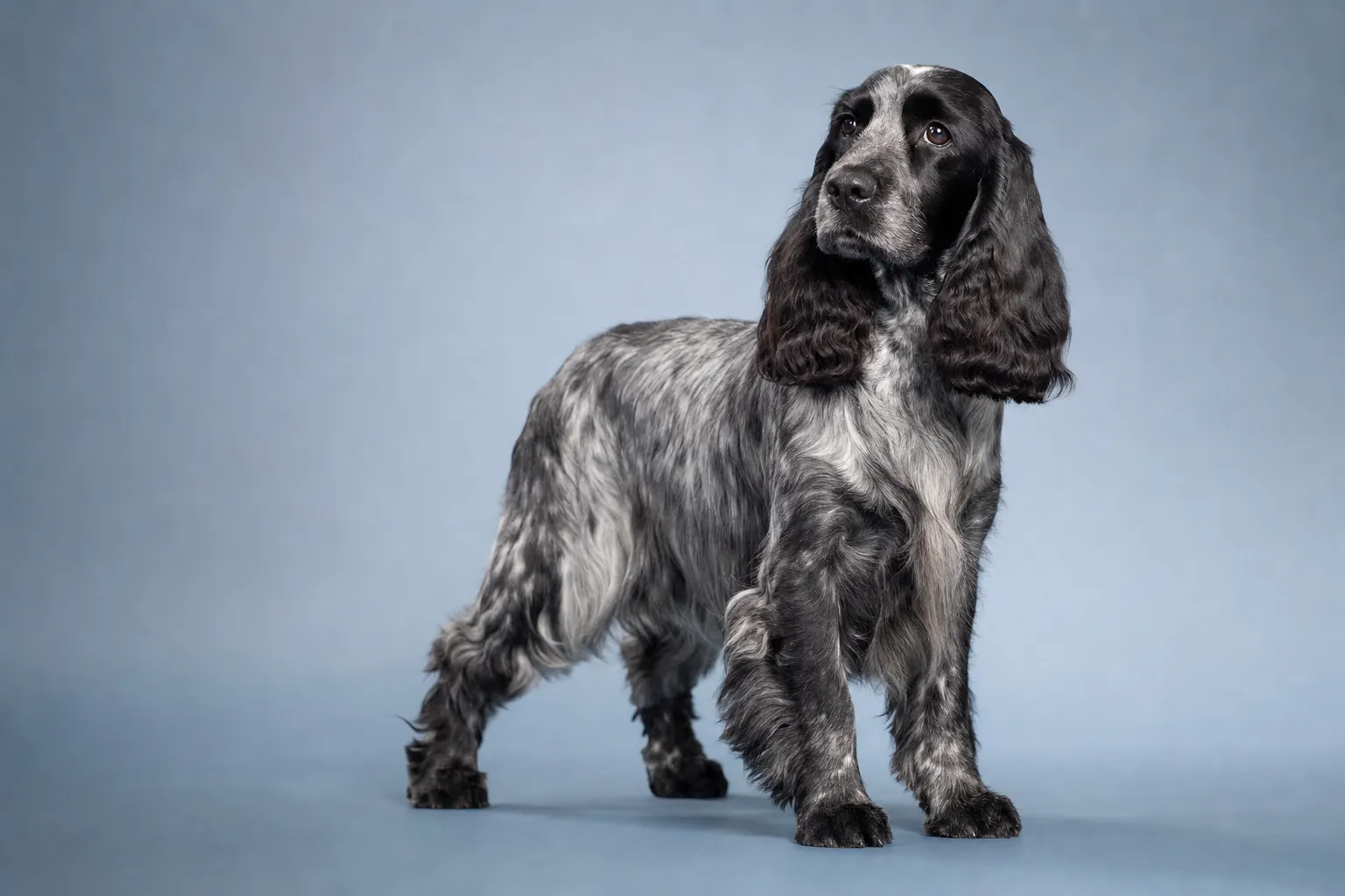 Cocker spaniel anglais bleu rouan en station, de trois quarts, montrant les longues oreilles frangées et la robe rouannée.