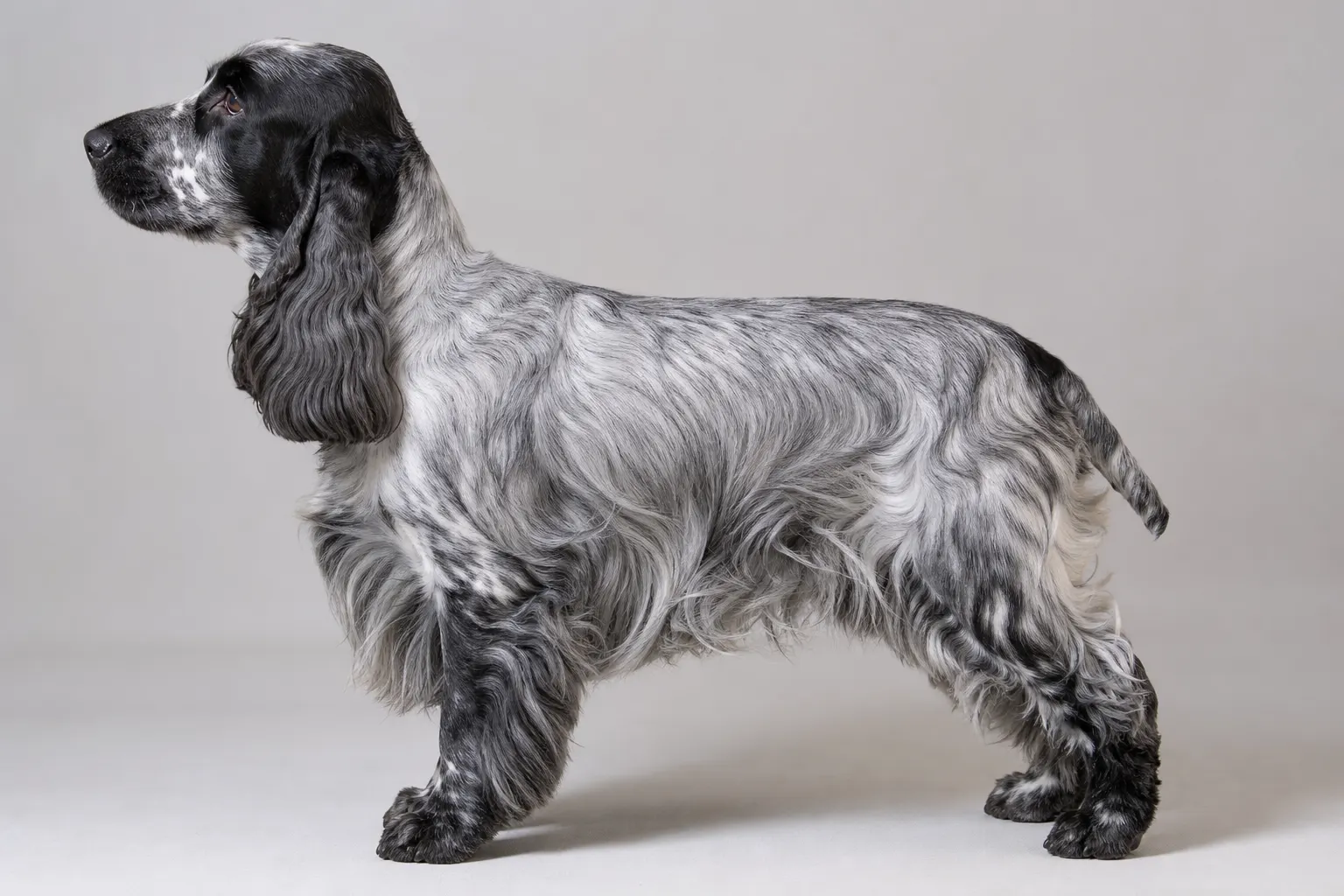 Cocker spaniel anglais bleu rouan de profil en station, silhouette compacte presque carrée, dos horizontal, longues oreilles frangées.